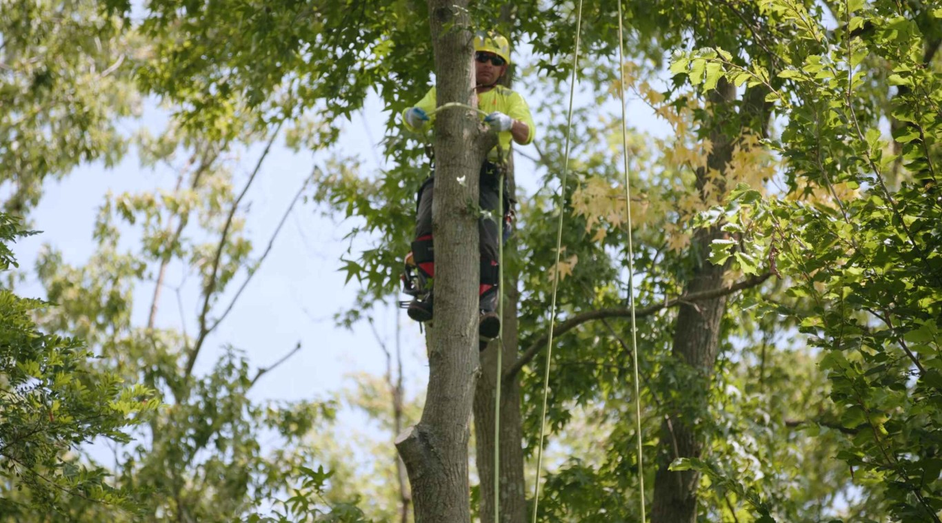 Tree Trimming & Pruning service in Brea, CA